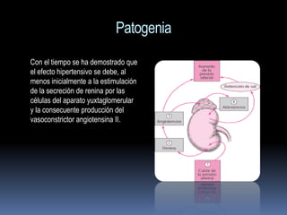 Patogenia
Con el tiempo se ha demostrado que
el efecto hipertensivo se debe, al
menos inicialmente a la estimulación
de la secreción de renina por las
células del aparato yuxtaglomerular
y la consecuente producción del
vasoconstrictor angiotensina II.
 