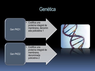 Genética

           • Codifica una
             proteína integral de
             membrana, denomin
Gen PKD1     ada policistina 1




           • Codifica una
             proteína integral de
             membrana,
Gen PKD2     denominada
             policistina 2
 