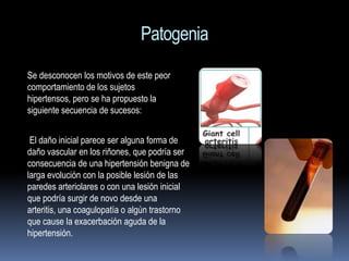 Patogenia
Se desconocen los motivos de este peor
comportamiento de los sujetos
hipertensos, pero se ha propuesto la
siguiente secuencia de sucesos:


 El daño inicial parece ser alguna forma de
daño vascular en los riñones, que podría ser
consecuencia de una hipertensión benigna de
larga evolución con la posible lesión de las
paredes arteriolares o con una lesión inicial
que podría surgir de novo desde una
arteritis, una coagulopatía o algún trastorno
que cause la exacerbación aguda de la
hipertensión.
 