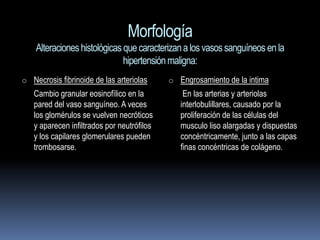 Morfología
    Alteraciones histológicas que caracterizan a los vasos sanguíneos en la
                              hipertensión maligna:
o Necrosis fibrinoide de las arteriolas     o Engrosamiento de la intima
   Cambio granular eosinofílico en la           En las arterias y arteriolas
   pared del vaso sanguíneo. A veces           interlobulillares, causado por la
   los glomérulos se vuelven necróticos        proliferación de las células del
   y aparecen infiltrados por neutrófilos      musculo liso alargadas y dispuestas
   y los capilares glomerulares pueden         concéntricamente, junto a las capas
   trombosarse.                                finas concéntricas de colágeno.
 