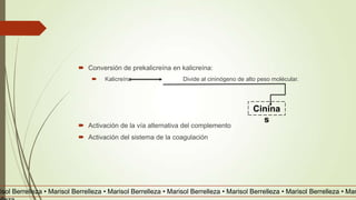  Conversión de prekalicreína en kalicreína:
 Kalicreína Divide al cininógeno de alto peso molécular.
 Activación de la vía alternativa del complemento
 Activación del sistema de la coagulación
Cinina
s
risol Berrelleza • Marisol Berrelleza • Marisol Berrelleza • Marisol Berrelleza • Marisol Berrelleza • Marisol Berrelleza • Mar
 