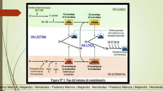 derico Marcos | Alejandro Hernández • Federico Marcos | Alejandro Hernández • Federico Marcos | Alejandro Hernández
 