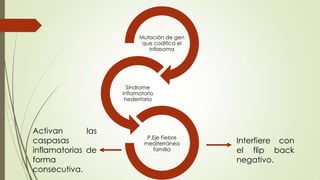 Mutación de gen
que codifica el
inflasoma
Sindrome
inflamatorio
hederitario
P.Eje Fiebre
mediterránea
familia
Interfiere con
el flip back
negativo.
Activan las
caspasas
inflamatorias de
forma
consecutiva.
 