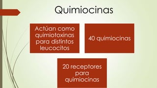 Actúan como
quimiotoxinas
para distintos
leucocitos
40 quimiocinas
20 receptores
para
quimiocinas
Quimiocinas
 