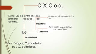 C-X-C o α.
Existe un aa entre los dos
primeros residuos de
cisteína.
IL-8
Macrófagos, C.endotelial
es y C. epiteliales.
Secretada por
Activación y quimiotaxis
de neutrófilos.
Determina
Productos microbianos, IL-1 y
TNF.
Inductores
 
