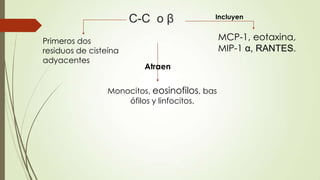 C-C o β
Primeros dos
residuos de cisteína
adyacentes
MCP-1, eotaxina,
MIP-1 α, RANTES.
Incluyen
Monocitos, eosinofilos, bas
ófilos y linfocitos.
Atraen
 