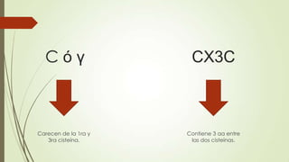 C ó γ
Carecen de la 1ra y
3ra cisteína.
CX3C
Contiene 3 aa entre
las dos cisteínas.
 