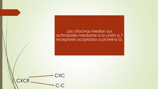 CXCR
CXC
C-C
Las citocinas median sus
actividades mediante a la unión a 7
receptores acoplados a proteína G.
 