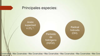 Principales especies:
Anión
superóxid
o (O2
−).
Peróxido
de
hidrógeno
(H2O2).
Radical
hidroxilo
(OH).
x Covarrubias • Max Covarrubias • Max Covarrubias • Max Covarrubias • Max Covarrubias • Max Covarrubias • Max Cova
 