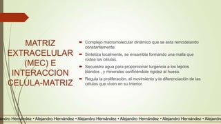 MATRIZ
EXTRACELULAR
(MEC) E
INTERACCION
CELULA-MATRIZ
 Complejo macromolecular dinámico que se esta remodelando
constantemente
 Sintetiza localmente, se ensambla formando una malla que
rodea las células.
 Secuestra agua para proporcionar turgencia a los tejidos
blandos , y minerales confiriéndole rigidez al hueso.
 Regula la proliferación, el movimiento y la diferenciación de las
células que viven en su interior.
andro Hernández • Alejandro Hernández • Alejandro Hernández • Alejandro Hernández • Alejandro Hernández • Alejandro
 