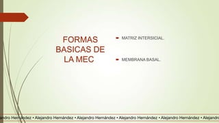 FORMAS
BASICAS DE
LA MEC
 MATRIZ INTERSICIAL.
 MEMBRANA BASAL.
andro Hernández • Alejandro Hernández • Alejandro Hernández • Alejandro Hernández • Alejandro Hernández • Alejandro
 