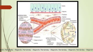 andro Hernández • Alejandro Hernández • Alejandro Hernández • Alejandro Hernández • Alejandro Hernández • Alejandro
 