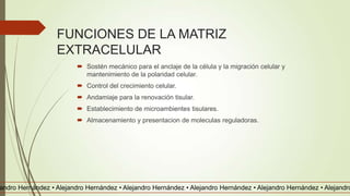 FUNCIONES DE LA MATRIZ
EXTRACELULAR
 Sostén mecánico para el anclaje de la célula y la migración celular y
mantenimiento de la polaridad celular.
 Control del crecimiento celular.
 Andamiaje para la renovación tisular.
 Establecimiento de microambientes tisulares.
 Almacenamiento y presentacion de moleculas reguladoras.
andro Hernández • Alejandro Hernández • Alejandro Hernández • Alejandro Hernández • Alejandro Hernández • Alejandro
 