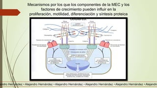 Mecanismos por los que los componentes de la MEC y los
factores de crecimiento pueden influir en la
proliferación, motilidad, diferenciación y síntesis proteica
celulares.
andro Hernández • Alejandro Hernández • Alejandro Hernández • Alejandro Hernández • Alejandro Hernández • Alejandro
 