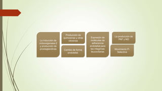 Movimiento P-
Selectina
Producción de
quimosinas y otras
citosinas
Expresión de
moléculas de
adherencia
endotelial para
las integrinas
leucocitarias
La inducción de
ciclooxigenasa-2
y producción de
prostaglandinas
La producción de
PAF y NO
Cambio de forma
endotelial.
 