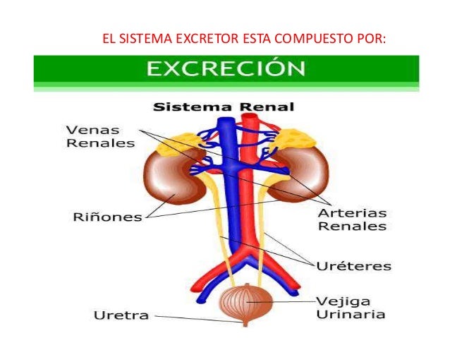 El Sistema Excretor Esta Formado Por