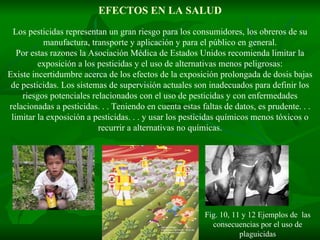 EFECTOS EN LA SALUD Los pesticidas representan un gran riesgo para los consumidores, los obreros de su manufactura, transporte y aplicación y para el público en general. Por estas razones la Asociación Médica de Estados Unidos recomienda limitar la exposición a los pesticidas y el uso de alternativas menos peligrosas: Existe incertidumbre acerca de los efectos de la exposición prolongada de dosis bajas de pesticidas. Los sistemas de supervisión actuales son inadecuados para definir los riesgos potenciales relacionados con el uso de pesticidas y con enfermedades relacionadas a pesticidas. . . Teniendo en cuenta estas faltas de datos, es prudente. . . limitar la exposición a pesticidas. . . y usar los pesticidas químicos menos tóxicos o recurrir a alternativas no químicas. Fig. 10, 11 y 12 Ejemplos de  las consecuencias por el uso de plaguicidas 