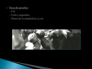    Tiras de prueba:
    - F/8
    - Cada 5 segundos
    - Altura de la ampliadora 31 cm
 