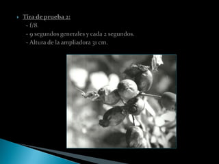    Tira de prueba 2:
     - f/8.
     - 9 segundos generales y cada 2 segundos.
     - Altura de la ampliadora 31 cm.
 