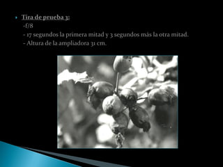    Tira de prueba 3:
    -f/8
    - 17 segundos la primera mitad y 3 segundos más la otra mitad.
    - Altura de la ampliadora 31 cm.
 