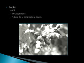    Copia:
     - n/8
     - 17,5 segundos
     - Altura de la ampliadora 31 cm.
 