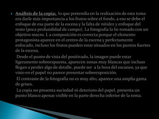   Análisis de la copia: lo que pretendía en la realización de esta toma
    era darle más importancia a los frutos sobre el fondo, a eso se debe el
    enfoque de esa parte de la escena y la falta de nitidez y enfoque del
    resto (poca profundidad de campo). La fotografía la he tomado con un
    objetivo macro. L a composición es correcta porque el elemento
    protagonista aparece en el centro de la escena y perfectamente
    enfocado, incluso los frutos pueden estar situados en los puntos fuertes
    de la escena.
     Desde el punto de vista del positivado, la imagen puede estar
    ligeramente sobreexpuesta, aparecen zonas muy blancas que incluso
    llegan a perder algo de detalle, puede ser a la hora del escaneo, ya que
    visto en el papel no parece presentar sobreexposición.
     El contraste de la fotografía no es muy alto, aparece una amplia gama
    de grises.
     La copia no presenta suciedad ni deterioro del papel, presenta un
    punto blanco apenas visible en la parte derecha inferior de la toma.
 