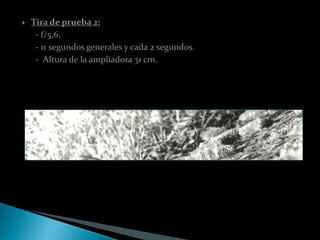    Tira de prueba 2:
     - f/5,6.
     - 11 segundos generales y cada 2 segundos.
     - Altura de la ampliadora 31 cm.
 