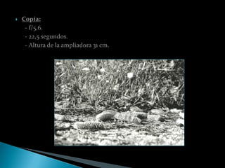    Copia:
     - f/5,6.
     - 22,5 segundos.
     - Altura de la ampliadora 31 cm.
 
