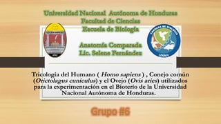 Tricología del Humano ( Homo sapiens ) , Conejo común
(Orictolagus cuniculus) y el Ovejo (Ovis aries) utilizados
para la experimentación en el Bioterío de la Universidad
Nacional Autónoma de Honduras.
 
 