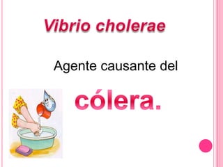 La infección en el hombre se produce por la ingestión de agua o alimentos contaminados porVibrión.también por heridas expuestas a aguas contaminadas.Seda por alimento marinos crudos