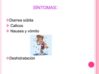 Causa diarreaV.parahaemolyticusV. vulnificus.