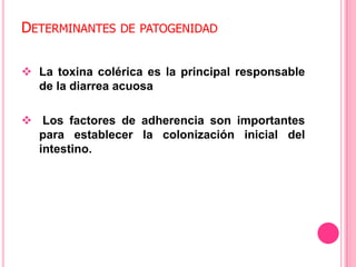 es una enfermedad infecciosa causada por la Bacteria Vibrión choleraeque afecta el aparato digestivo.Se presenta en forma de brotes epidémicosMODO TRASMISIÓNMATERIA FECAL INGESTIÓNmanos contaminadas