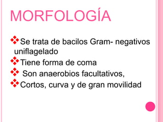 MORFOLOGÍASe trata de bacilos Gram- negativos    uniflagelado