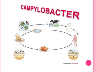 Especies de Vibrioasociadas a enfermedad humana 