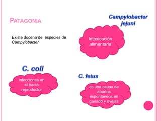 CARACTERISTICAS GENERALES
