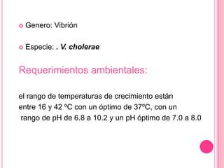  Son anaerobios facultativos,