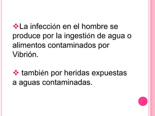 fermentadores de glucosa y oxidasa   positivo.