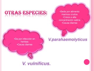 Toleran pH alcalinosGenero: Vibrión Especie: . V. choleraeRequerimientos ambientales: el rango de temperaturas de crecimiento estánentre 16 y 42 ºC con un óptimo de 37ºC, con un rango de pH de 6.8 a 10.2 y un pH óptimo de 7.0 a 8.0