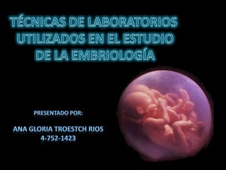 TÉCNICAS DE LABORATORIOS  UTILIZADOS EN EL ESTUDIO DE LA EMBRIOLOGÍA Presentado por: Ana gloria troestchrios 4-752-1423 