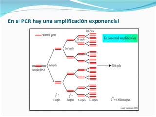 En el PCR hay una amplificación exponencial 