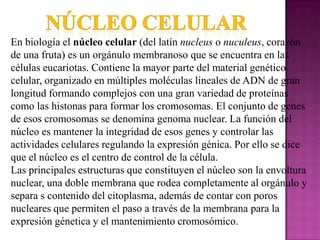 En biología el núcleo celular (del latín nucleus o nuculeus, corazón
de una fruta) es un orgánulo membranoso que se encuentra en las
células eucariotas. Contiene la mayor parte del material genético
celular, organizado en múltiples moléculas lineales de ADN de gran
longitud formando complejos con una gran variedad de proteínas
como las histonas para formar los cromosomas. El conjunto de genes
de esos cromosomas se denomina genoma nuclear. La función del
núcleo es mantener la integridad de esos genes y controlar las
actividades celulares regulando la expresión génica. Por ello se dice
que el núcleo es el centro de control de la célula.
Las principales estructuras que constituyen el núcleo son la envoltura
nuclear, una doble membrana que rodea completamente al orgánulo y
separa s contenido del citoplasma, además de contar con poros
nucleares que permiten el paso a través de la membrana para la
expresión génetica y el mantenimiento cromosómico.
 