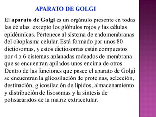 El aparato de Golgi es un orgánulo presente en todas
las células excepto los glóbulos rojos y las células
epidérmicas. Pertenece al sistema de endomembranas
del citoplasma celular. Está formado por unos 80
dictiosomas, y estos dictiosomas están compuestos
por 4 o 6 cisternas aplanadas rodeados de membrana
que se encuentran apilados unos encima de otros.
Dentro de las funciones que posee el aparato de Golgi
se encuentran la glicosilación de proteínas, selección,
destinación, glicosilación de lípidos, almacenamiento
y distribución de lisosomas y la síntesis de
polisacáridos de la matriz extracelular.
 