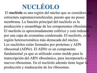 El nucléolo es una región del núcleo que se considera una
estructura supramacromolecular, puesto que no posee
membrana. La función principal del nucléolo es la
producción y ensamblaje de los componentes ribosómicos.
El nucléolo es aproximadamente esférico y está rodeado
por una capa de cromatina condensada. El nucléolo, es la
región heterocromática más destacada del núcleo.
Los nucléolos están formados por proteínas y ADN
ribosomal (ADNr). El ADNr es un componente
fundamental ya que es utilizado como molde para la
transcripción del ARN ribosómico, para incorporarlo a
nuevos ribosomas. En el nucléolo además tiene lugar la
producción y maduración de los ribosomas.
 