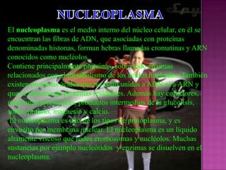 El nucleoplasma es el medio interno del núcleo celular, en él se
encuentran las fibras de ADN, que asociadas con proteínas
denominadas histonas, forman hebras llamadas cromatinas y ARN
conocidos como nucléolos.
Contiene principalmente proteínas, sobre todo enzimas
relacionados con el metabolismo de los ácidos nucleídos. También
existen proteínas ácidas que no están unidas a ADN ni a ARN y
que se denominan proteínas residuales. Además hay cofactores,
moléculas precursoras, productos intermedios de la glucolisis,
sodio, potasio, magnesio y calcio.
 El nucleoplasma es uno de los tipos de protoplasma, y es
envuelto por membrana nuclear. El nucleoplasma es un líquido
altamente viscoso que rodea cromosomas y nucléolos. Muchas
sustancias por ejemplo nucleótidos y enzimas se disuelven en el
nucleoplasma.
 