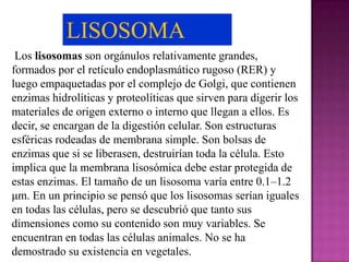 LISOSOMA
 Los lisosomas son orgánulos relativamente grandes,
formados por el retículo endoplasmático rugoso (RER) y
luego empaquetadas por el complejo de Golgi, que contienen
enzimas hidrolíticas y proteolíticas que sirven para digerir los
materiales de origen externo o interno que llegan a ellos. Es
decir, se encargan de la digestión celular. Son estructuras
esféricas rodeadas de membrana simple. Son bolsas de
enzimas que si se liberasen, destruirían toda la célula. Esto
implica que la membrana lisosómica debe estar protegida de
estas enzimas. El tamaño de un lisosoma varía entre 0.1–1.2
μm. En un principio se pensó que los lisosomas serían iguales
en todas las células, pero se descubrió que tanto sus
dimensiones como su contenido son muy variables. Se
encuentran en todas las células animales. No se ha
demostrado su existencia en vegetales.
 