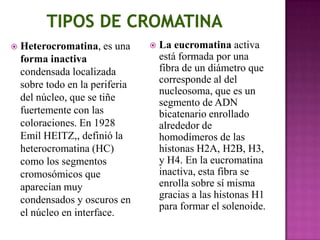    Heterocromatina, es una         La eucromatina activa
    forma inactiva                   está formada por una
    condensada localizada            fibra de un diámetro que
    sobre todo en la periferia       corresponde al del
                                     nucleosoma, que es un
    del núcleo, que se tiñe          segmento de ADN
    fuertemente con las              bicatenario enrollado
    coloraciones. En 1928            alrededor de
    Emil HEITZ,, definió la          homodímeros de las
    heterocromatina (HC)             histonas H2A, H2B, H3,
    como los segmentos               y H4. En la eucromatina
    cromosómicos que                 inactiva, esta fibra se
    aparecían muy                    enrolla sobre sí misma
    condensados y oscuros en         gracias a las histonas H1
                                     para formar el solenoide.
    el núcleo en interface.
 