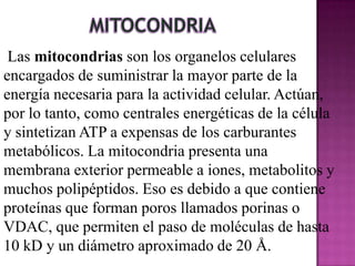 Las mitocondrias son los organelos celulares
encargados de suministrar la mayor parte de la
energía necesaria para la actividad celular. Actúan,
por lo tanto, como centrales energéticas de la célula
y sintetizan ATP a expensas de los carburantes
metabólicos. La mitocondria presenta una
membrana exterior permeable a iones, metabolitos y
muchos polipéptidos. Eso es debido a que contiene
proteínas que forman poros llamados porinas o
VDAC, que permiten el paso de moléculas de hasta
10 kD y un diámetro aproximado de 20 Å.
 