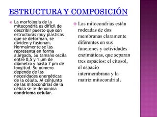   La morfología de la             Las mitocondrias están
    mitocondria es difícil de
    describir puesto que son         rodeadas de dos
    estructuras muy plásticas        membranas claramente
    que se deforman, se
    dividen y fusionan.              diferentes en sus
    Normalmente se las               funciones y actividades
    representa en forma
    alargada. Su tamaño oscila       enzimáticas, que separan
    entre 0,5 y 1 μm de              tres espacios: el citosol,
    diámetro y hasta 7 μm de
    longitud. Su número              el espacio
    depende de las                   intermembrana y la
    necesidades energéticas
    de la célula. Al conjunto        matriz mitocondrial.
    de las mitocondrias de la
    célula se le denomina
    condrioma celular.
 