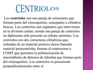 Los centriolos son una pareja de estructuras que
forman parte del citoesqueleto, semejantes a cilindros
huecos. Los centriolos son orgánulos que intervienen
en la división celular, siendo una pareja de centriolos
un diplosoma sólo presente en células animales. Los
centriolos son dos estructuras cilíndricas que,
rodeadas de un material proteico denso llamado
material pericentriolar, forman el centrosoma o
COMT que permiten la polimerización de
microtúbulos de dímeros de tubulina que forman parte
del citoesqueleto. Los centriolos se posicionan
perpendicularmente entre sí.
 