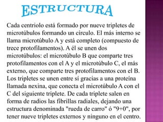 Cada centriolo está formado por nueve tripletes de
microtúbulos formando un círculo. El más interno se
llama microtúbulo A y está completo (compuesto de
trece protofilamentos). A él se unen dos
microtúbulos: el microtúbulo B que comparte tres
protofilamentos con el A y el microtúbulo C, el más
externo, que comparte tres protofilamentos con el B.
Los tripletes se unen entre sí gracias a una proteína
llamada nexina, que conecta el microtúbulo A con el
C del siguiente triplete. De cada triplete salen en
forma de radios las fibrillas radiales, dejando una
estructura denominada "rueda de carro" ó "9+0", por
tener nueve tripletes externos y ninguno en el centro.
 